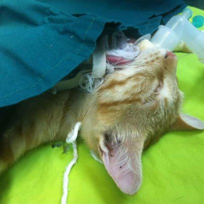 มดลูกอักเสบเป็นหนอง (Pyometra) 